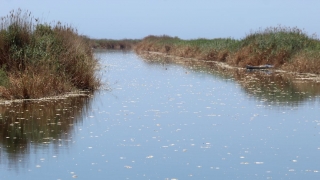 Aydın’da Büyük Menderes Nehri’ndeki toplu balık ölümlerine inceleme