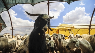 Kurban pazarlarında bayram hareketliliği başladı