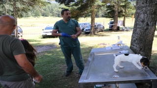 Bolu’daki festivalde 400 köpeğe çip takıldı