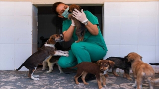 Mersin’de hayvan bakımevi, Kovid19 nedeniyle 1 Eylül’e kadar ziyarete kapatıldı