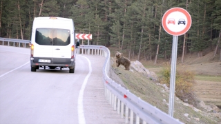 Kars’ta çöplükten beslenen bozayı ailesi görüntülendi