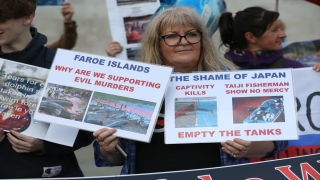 Faroe Adaları’ndaki yunus katliamı Londra’da protesto edildi