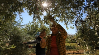 Mardin’in Kızıltepe Ovası’nda zeytin hasadı başladı