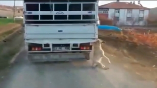 Elazığ’da kamyonetin arkasına bağladığı köpeğe eziyet eden sürücü yakalandı