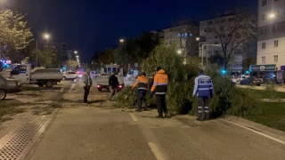 İzmir’de şiddetli rüzgar nedeniyle çok sayıda ağaç devrildi