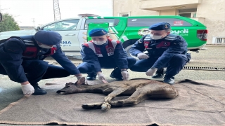 Sakarya’da jandarmanın bulduğu yaralı karaca tedaviye alındı