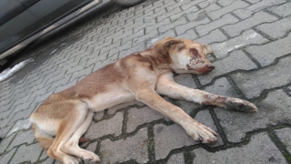 Zonguldak’ta yaralı bulunan köpeğin gözleri oyulmamış hastalıktan akmış