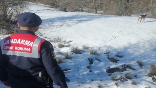 Tokat’ta yaralı karaca yavrusu tedavisinin ardından doğaya bırakıldı