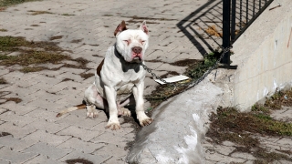 Sivas’ta sahibinin bırakıp kaçtığı yasaklı ırk köpek hayvan barınağına götürüldü