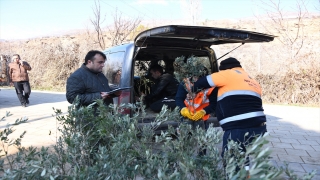 Konya’da zeytin üretimi için pilot uygulama başladı