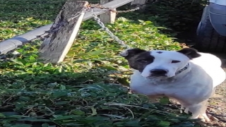 Trabzon’da okul önünde dolaşan pitbull cinsi köpek hayvan barınağına götürüldü 