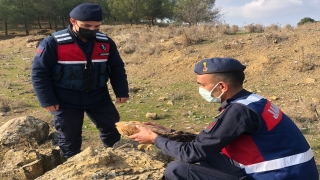 Kahramanmaraş’ta yol kenarında bulunan yaralı şahin tedavi edilecek