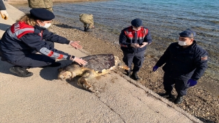 İzmir’de ölü caretta caretta bulundu