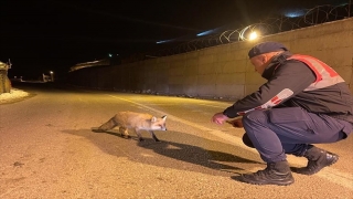 Van’da aç kalan tilkiyi jandarma eliyle besledi