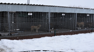 Kırşehir’de doğaya terk edilen 10 köpekten 4’ü telef oldu