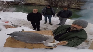 Karabük’te yaralı bulunan gri balıkçıl tedaviye alındı