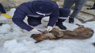 Hakkari’de elektrik teliyle boynu ve ayağından bağlanan köpekler kurtarıldı