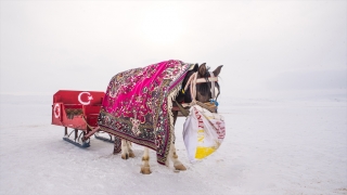 Kızakçılar Çıldır Gölü’nde atlarını soğuktan battaniye ve halıyla koruyor