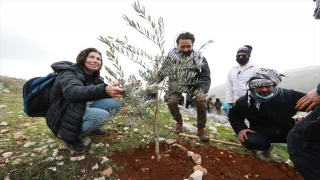 İsrailli aktivistler Batı Şeria’da Filistinliler ile zeytin ağacı dikti