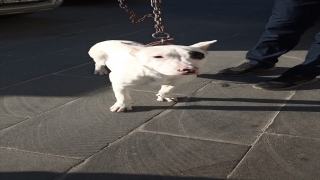 Batman’da yasaklı ırk köpek gezdiren 3 kişiye para cezası uygulandı 