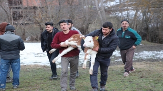 Kastamonu’da 15 evin kül olduğu yangından kurtardığı buzağısını kucağında taşıdı