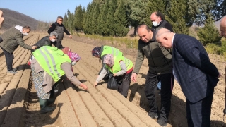 Zonguldak’ta bu yıl 2,5 milyon fidan üretilecek