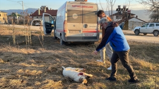 Bolu’da sokak köpeğini vuran kişi gözaltına alındı