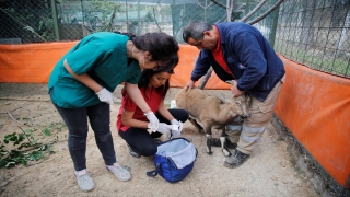 Antalya’da bitkin halde bulunan yaban keçisi tedaviye alındı