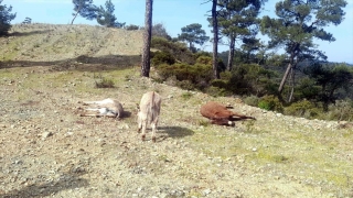 Muğla’da boş arazide silahla vurulmuş iki eşeğin ölüsü bulundu