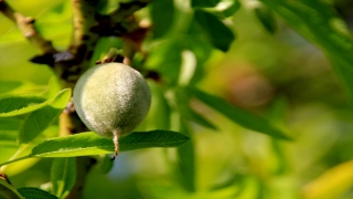 Mersin’de çağla hasadına başlandı 