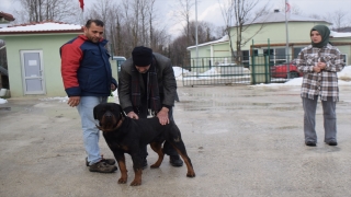 Düzce’de kötü muamele gören köpeğin bakımını ”Bipativer” üstlenmek istedi