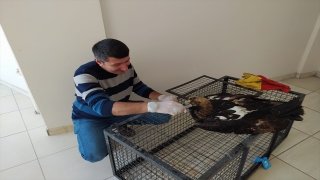 Hakkari’de yaralı kartal tedavi sonrası doğaya salındı