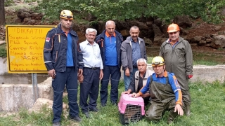 Sulama havuzunda mahsur kalan domuz yavrularını AFAD ekipleri kurtardı