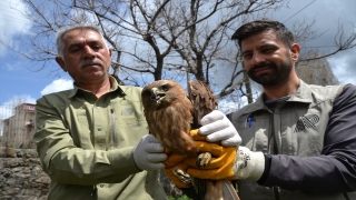 Kars’ta yaralı bulunan kızıl şahin tedaviye alındı