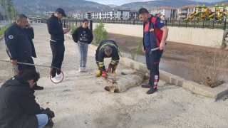 Erzincan’da dereye düşen köpeği itfaiye ekipleri kurtardı