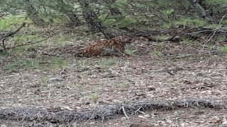 Nesli tükenme tehlikesi altındaki Anadolu vaşağı Çorum’da görüntülendi