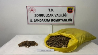 Zonguldak’ta salep soğanı toplayan 2 kişiye 218 bin lira ceza