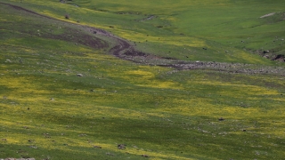 Ağrı’nın karlı dağlarında iki mevsim bir arada yaşanıyor