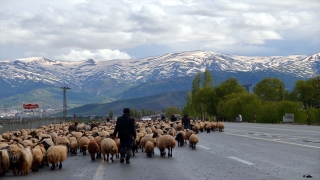 Muş’taki besicilerin yaylalara yolculuğu devam ediyor