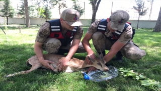 Malatya’da jandarmanın bulduğu yaralı dağ keçisi tedavi altına alındı