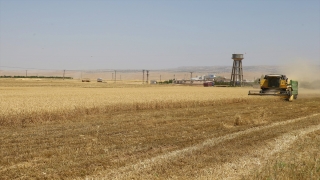 Diyarbakır ve Mardin’deki üreticiler hububat alım fiyatlarını değerlendirdi