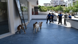 Aydın’da sahipleri tarafından başıboş bırakılan keçiler toplatıldı