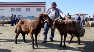 Ağrı’da aylardır özenle bakılan kurbanlıklar pazara indi