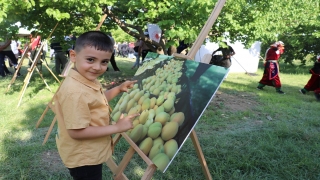 Iğdır’da kayısı hasadı başladı