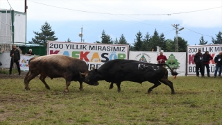 Artvin’de ”41. Kafkasör Kültür, Turizm ve Sanat Festivali”nde boğa güreşleri başladı