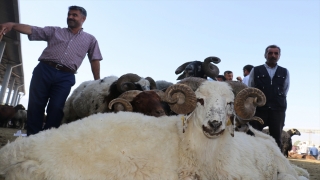 Iğdır’daki hayvan pazarında Kurban Bayramı yoğunluğu yaşanıyor