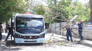 Pendik’te yolcu minibüsünün üzerine ağaç devrildi