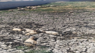 Adıyaman’da çamura saplanan koyunları itfaiye ekipleri kurtardı