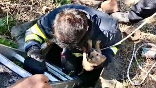 Karabük’te 5 metrelik kuyuya düşen köpek yavrusu kurtarıldı