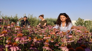 Van’da tıbbi, aromatik bitki hasadı yapıldı